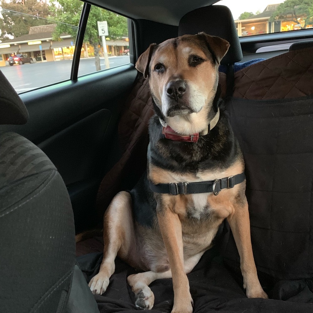 Meet your Posher, Shirley